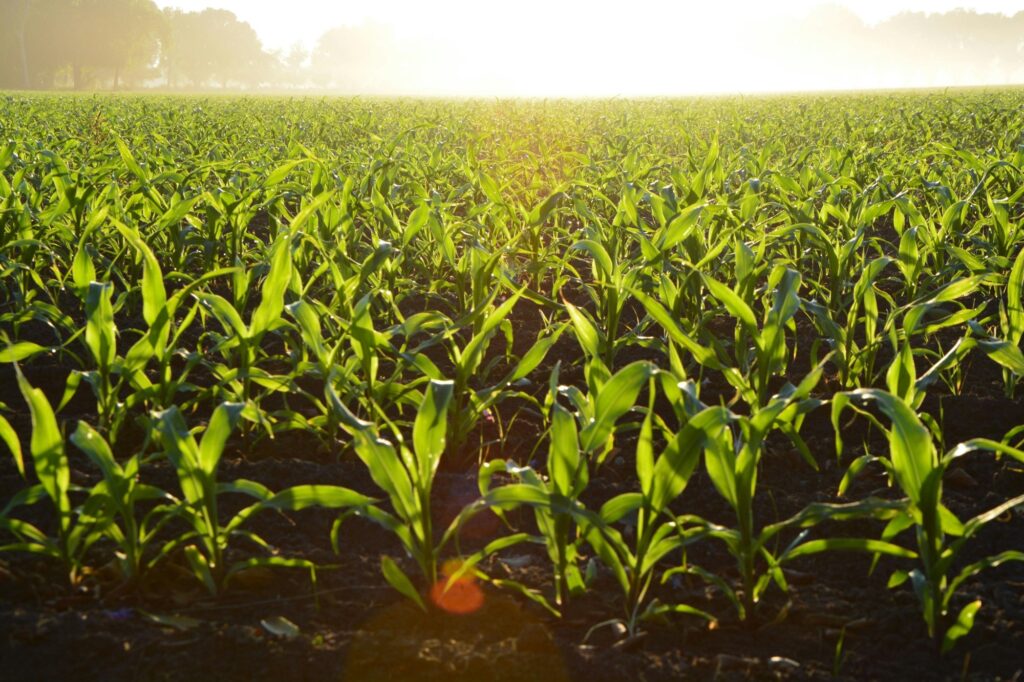 Plantas jóvenes de maíz en hileras en un campo sembrado, a contraluz