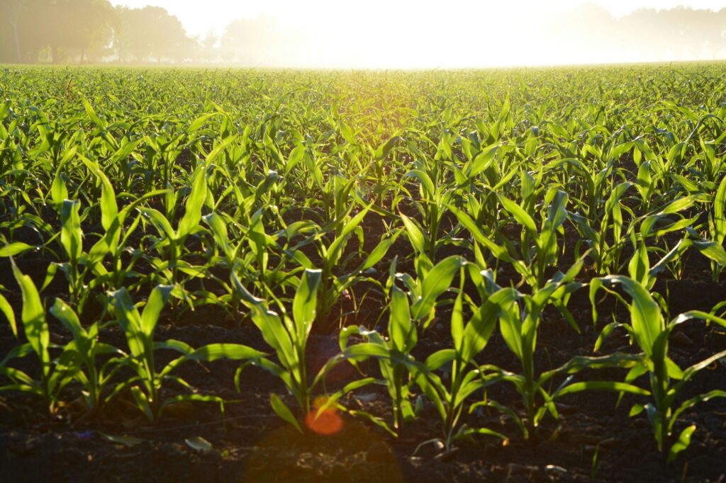 Plantas jóvenes de maíz en hileras en un campo sembrado, a contraluz